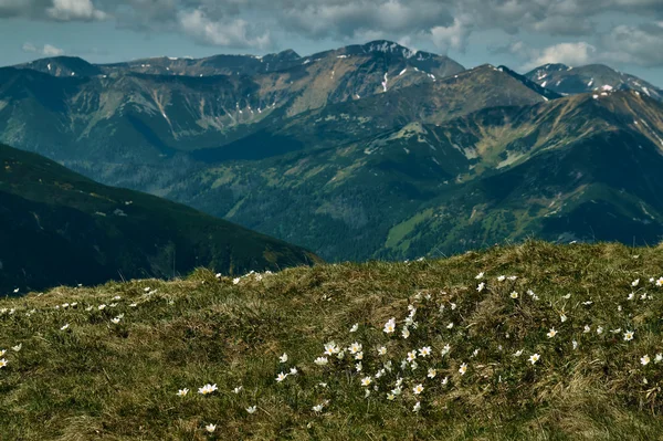 Květy sasanek na travnaté louce — Stock fotografie