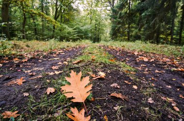 Akçaağaç yaprağı sonbahar sırasında bir orman yolda