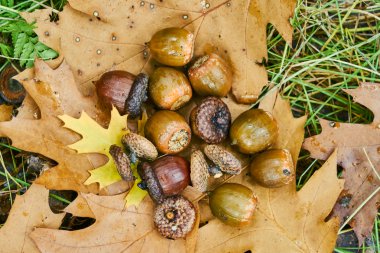 Bir avuç meşe palamutları üzerinde sonbahar yaprakları