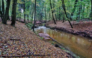 Skroda yaprak döken ağaçların arasından akan nehir