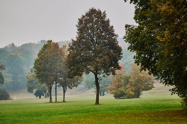 Trees in the park Muskauer in fog — Stock Photo, Image