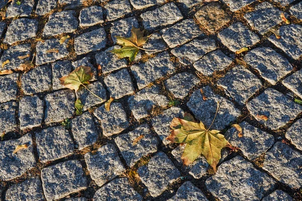 花崗岩キューブ舗装のカエデの葉 — ストック写真