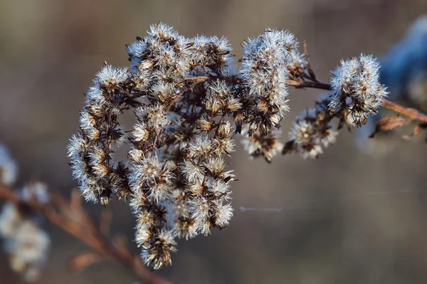 Thistle Bush sonbaharda beyaz çiçekler — Stok fotoğraf