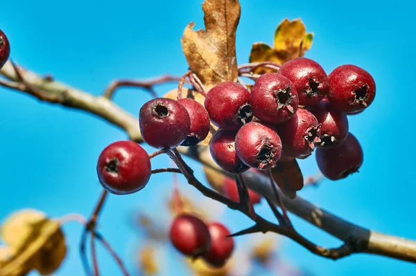 Røde bær på en busk Sveriges fjellaske – stockfoto