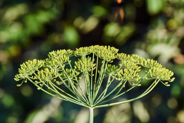Blooming dill in summer — Stock Photo, Image