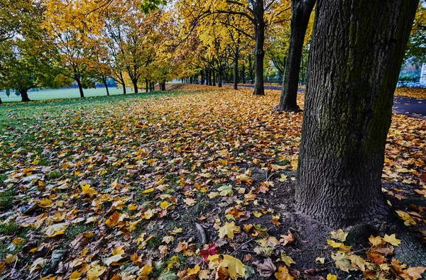 Stromy a podzimní listí — Stock fotografie