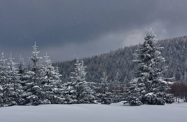Karla kaplı ağaçlarda Jizera Mountains — Stok fotoğraf