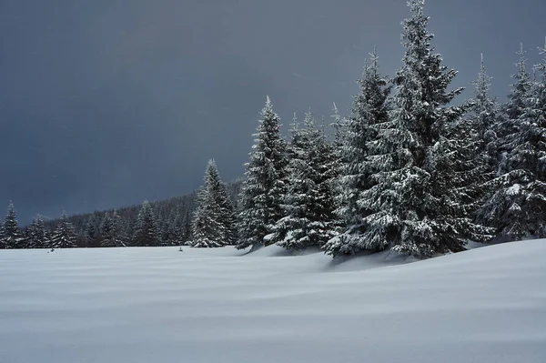 雪に覆われた木 — ストック写真