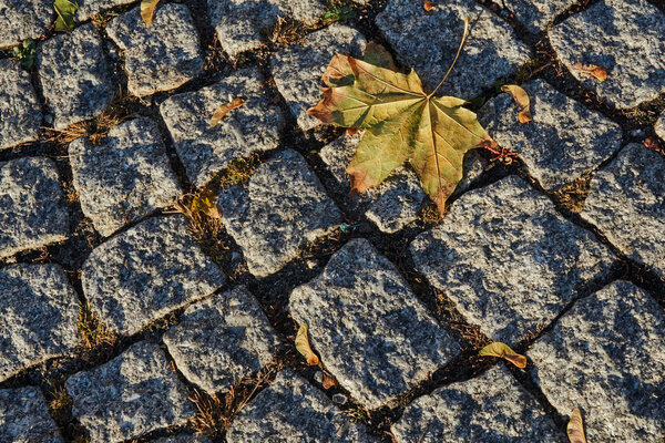 Maple leaf on the granite cube pavement in Poznan