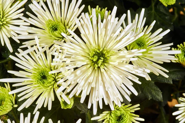 Chrysanthème blanc Fleur de soie — Photo