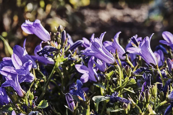 Lila Blumen im Garten — Stockfoto