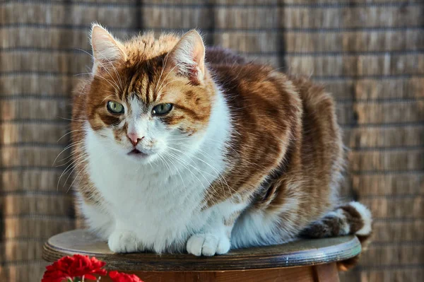 Un gatto domestico dai capelli bianchi e rossi — Foto Stock