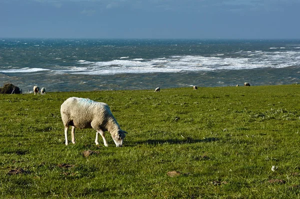 Ovce na pastvinách — Stock fotografie
