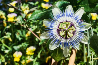  tropikal çiçek çiçeklenme