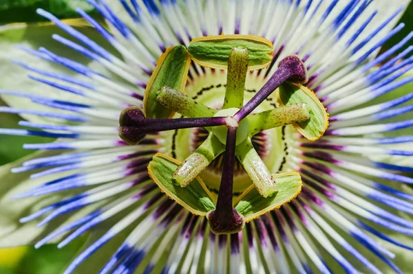 熱帯の花の咲く — ストック写真