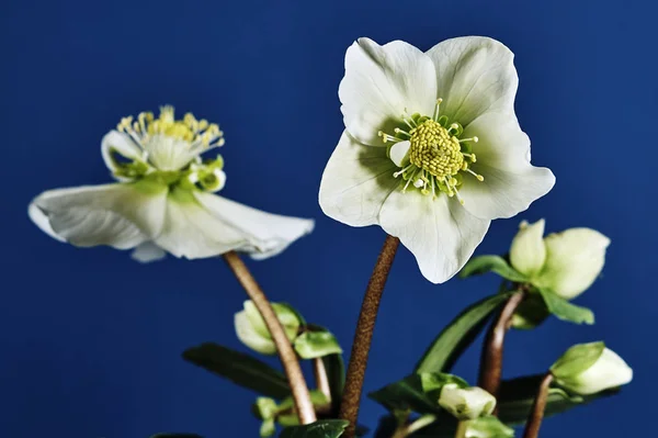 Flor de primavera blanca —  Fotos de Stock