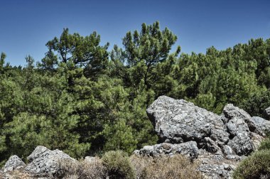 Dalları ve çam kozalakları mavi gökyüzü arka plan üzerinde 