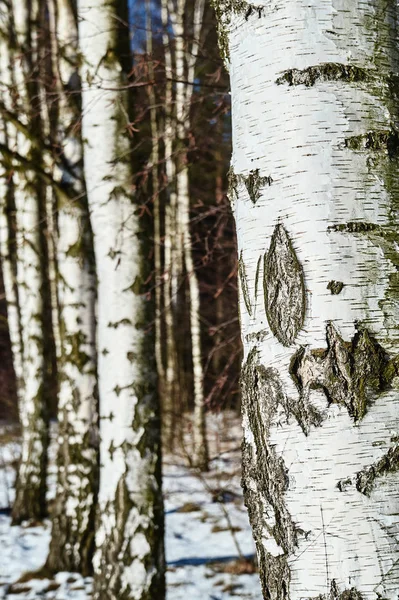 Bílá bříza kůra v zimním lese — Stock fotografie