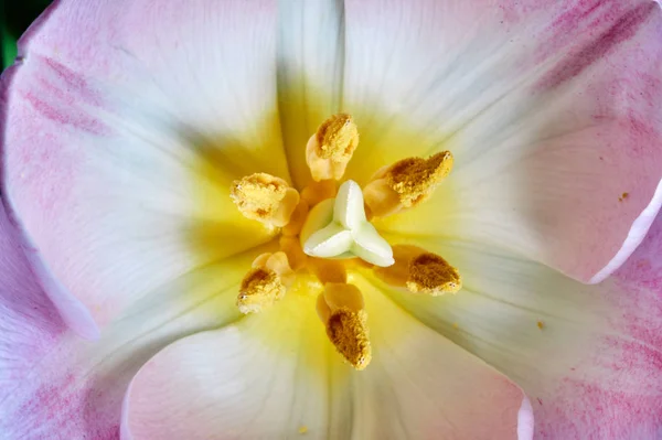 チューリップの花の雌しべのクローズ アップ — ストック写真