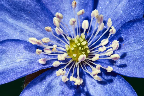 Szoros tavaszi virág liverwort — Stock Fotó