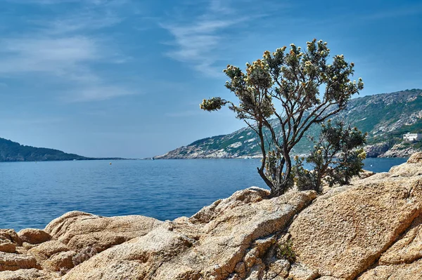 布什和地中海在海边岩石上 — 图库照片