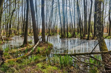 Dökülme küçük yaprak döken orman Nehri 