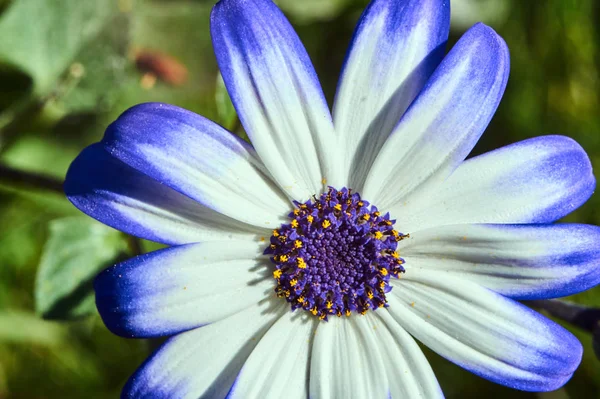 Close up de uma flor margarida africana — Fotografia de Stock