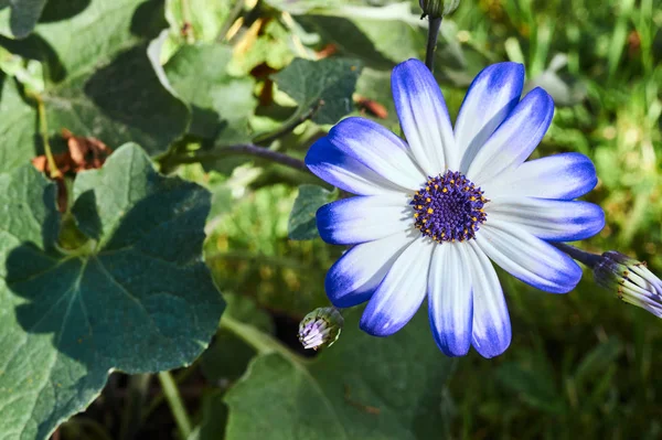 Nahaufnahme einer afrikanischen Gänseblümchenblume im Sommer — Stockfoto