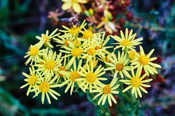 Желтые летние цветы Doronicum — стоковое фото