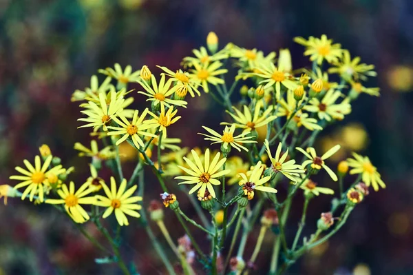 Желтые летние цветы Doronicum — стоковое фото