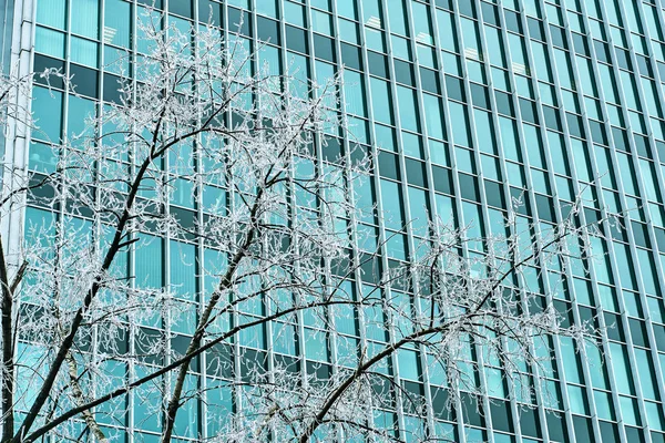 Arbre givré et façade d'un immeuble de bureaux — Photo