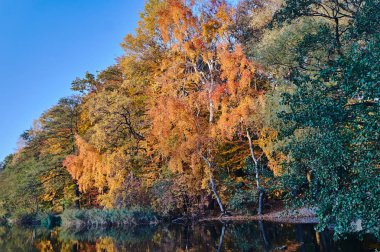 Göl kenarındaki sonbahar ormanı