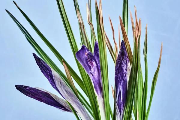 Details of blooming crocus flowers — Stock Photo, Image