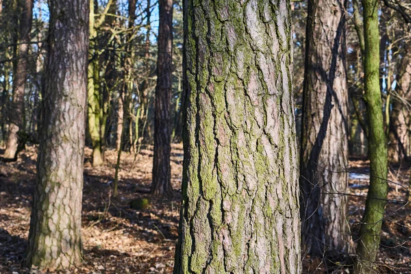 Lasów liściastych drzew zimą — Zdjęcie stockowe