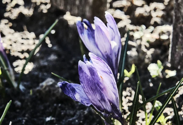 Weiße Frühlingskrokusblüten — Stockfoto