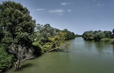 Nehrin kıyısında büyüyen ağaçlar