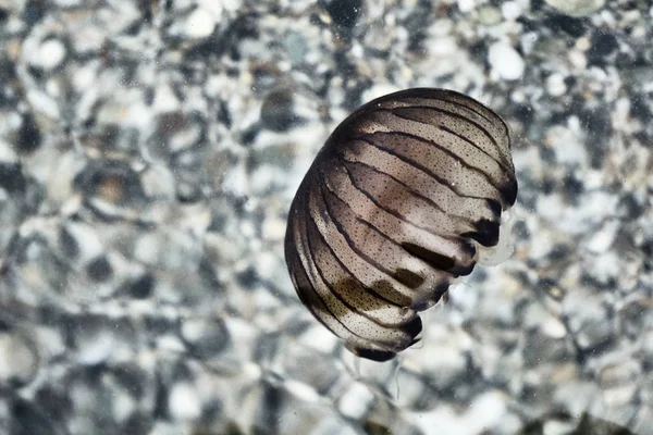 Meduza na wybrzeżu Morza Egejskiego — Zdjęcie stockowe