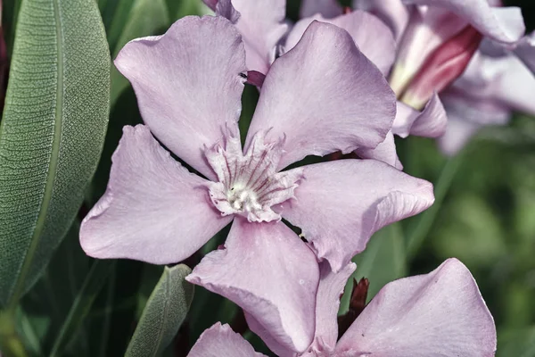 Dettagli di un fiore rosa Nerium — Foto Stock