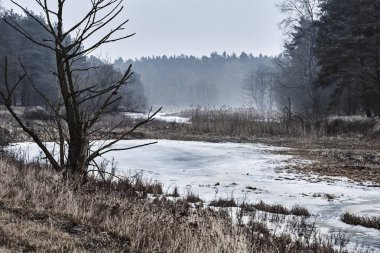 Kış aylarında ormandaki donmuş gölet
