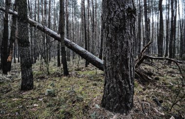 Yaprak döken orman ağaçları kış