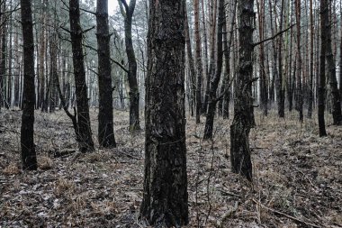 Yaprak döken orman ağaçları