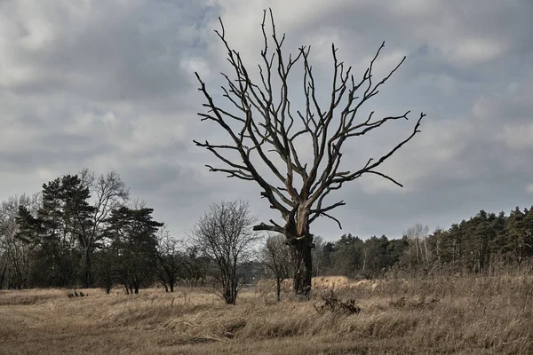 Sušených strom na mokřadní — Stock fotografie