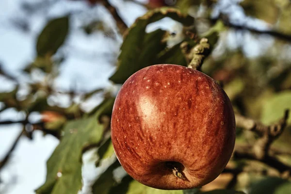 Pommes mûres sur une branche d'arbre en automne — Photo