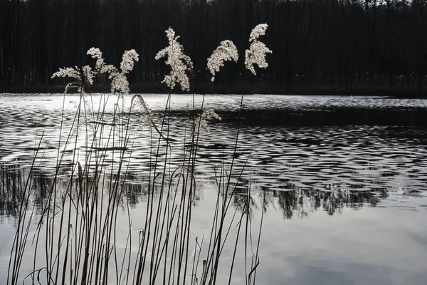 Reed na brzegu jeziora — Zdjęcie stockowe