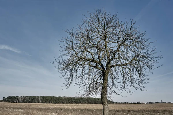 Paysage rural avec arbre fruitier — Photo