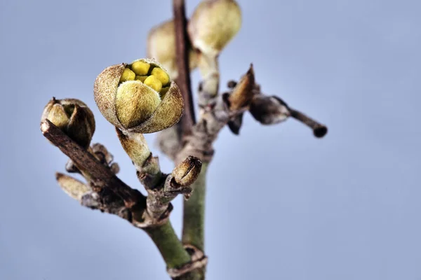 Detalhes de botões de primavera na árvore de cereja — Fotografia de Stock