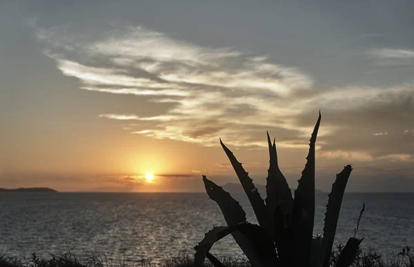 Agave y puesta de sol en la isla de Corfú —  Fotos de Stock