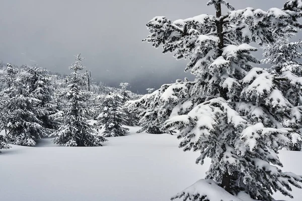 Besneeuwde bomen in de bergen Jizerské Hory — Stockfoto