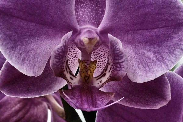 Pink orkidé blomma — Stockfoto