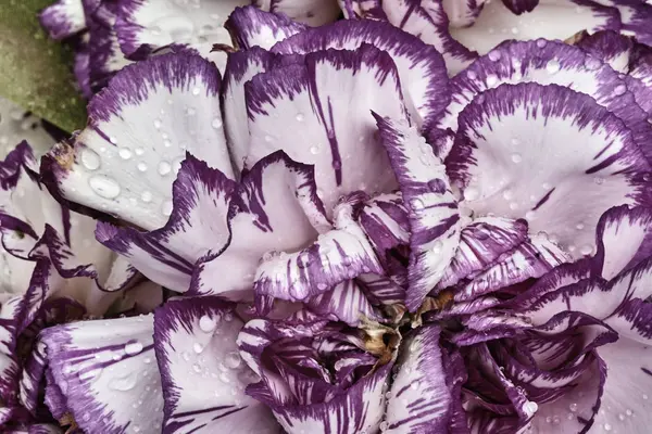 Detail of white and purple carnation — Stock Photo, Image